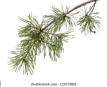 Pine Tree Branch Isolated On White