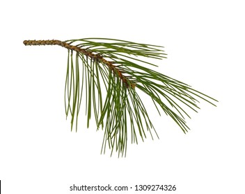 Pine Tree Branch Isolated On White.