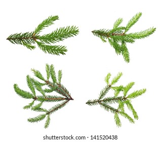 Pine Tree Branch Isolated On White