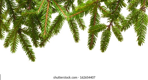 Pine Tree Branch Isolated On White