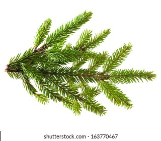 Pine Tree Branch Isolated On White