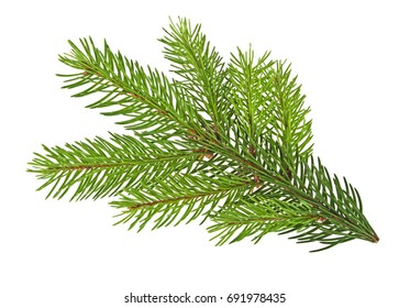 Pine Tree Branch Isolated On White Background