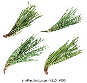 Path of Pine Trees Images, Stock Photos & Vectors | Shutterstock