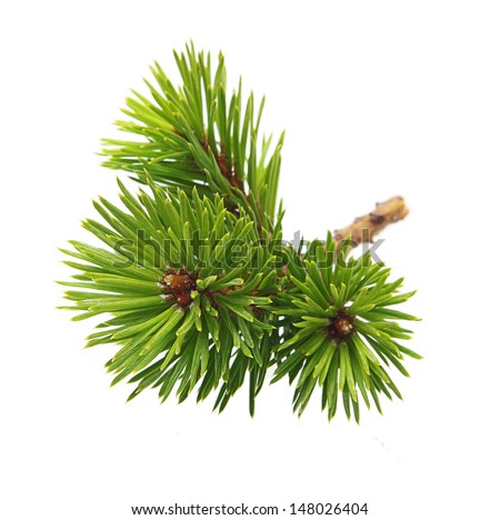 Pine tree branch isolated on white.