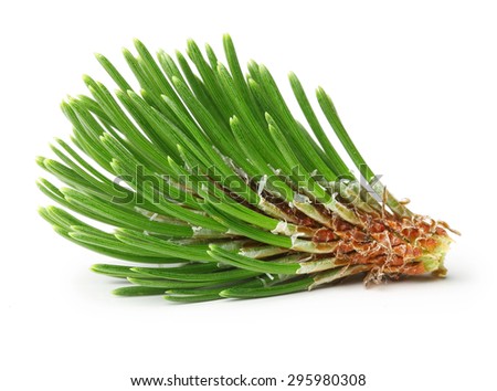 Pine tree branch isolated on white.