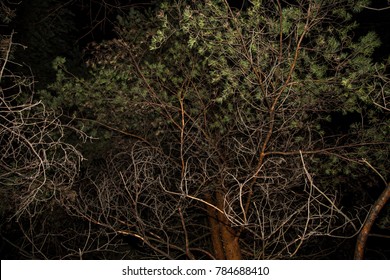 Pine tree branch in light on night dark sky background
