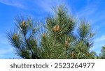 pine tree branch, mediterranean pine, Austrian pine in North Africa. Pine with green needles, Closeup of green needle pines tree. Small pines cones at the end of branches. pines needles. Pinus nigra.