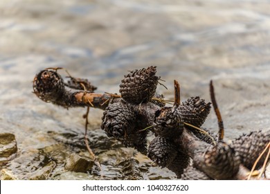 Pine tree branch on the beach