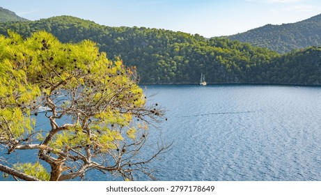 Pine Tree Branch Overlooking Calm Sea Bay with Distant White Yacht