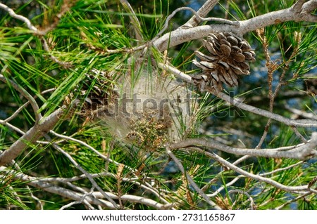 a pine tree branch shows a large webbed structure created by processionary caterpillars, surrounded by cones and needles in natural daylight