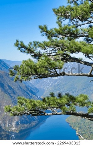 Pine tree branch at the top of the mountain.