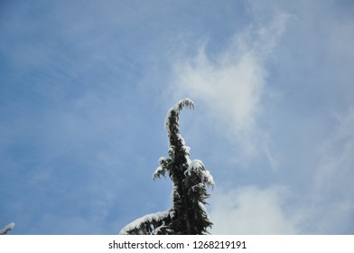 Pine tree branches with blue sky.