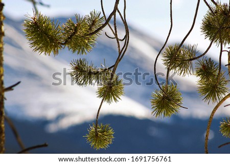 Pine tree branches close up & Peak 10 in the background, Breckenridge ski resort, CO, USA