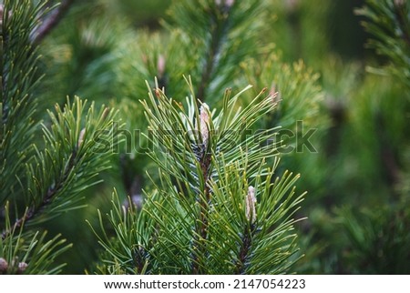Pine tree branches closeup, Shrub mountain pine, Pinus mugo in spring
