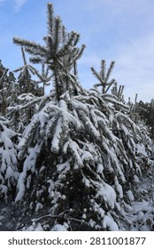 Pine tree branches covered with fresh white snow against a clear blue sky in winter