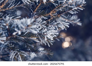 Pine Tree Branches Are Covered With Frost, Nature Winter Natural Dark Background, Snow-covered Coniferous Needles Close-up, Soft Focus, Bokeh And Copy Space.