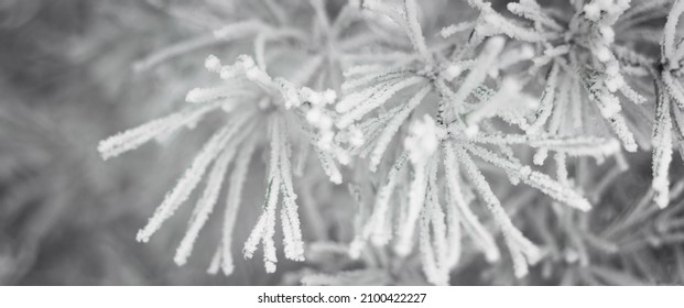 Pine Tree Branches Are Covered With Frost, Nature Winter Natural Dark Background, Snow-covered Coniferous Needles Close-up, Soft Focus, Bokeh And Copy Space.