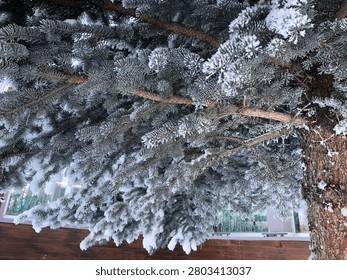 Pine tree branches covered in snow, grown during a cold winter.