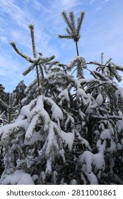 Pine tree branches covered in thick snow under a clear blue winter sky