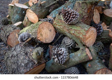 Pine tree branches cut into lengths for firewood for a log fire for winter warmth