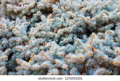 Pine tree branches. Fir-needle.  Background photo. Closeup