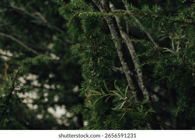 Pine Tree Branches in Forest Light