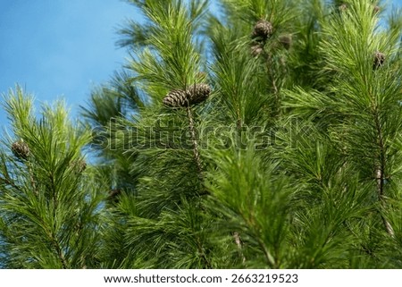 Pine tree branches with green needles and cones against a blue sky.
