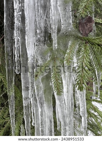 Pine tree branches in ice. Icicles, frozen water. Spring in Norway