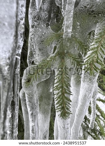 Pine tree branches in ice. Icicles, frozen water. Spring in Norway