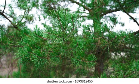 テレビン油 High Res Stock Images Shutterstock
