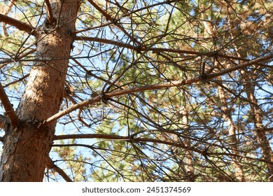 Pine tree branches on a background of the blue sky in the forest - Powered by Shutterstock