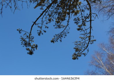 Pine tree Branches on blue Sky Curonian Spit
