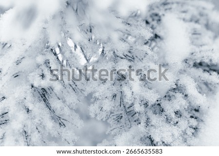 Pine tree branches with snow in winter, Snow-Covered Fir Branch Close-Up with snowflakes, blue green gradient colored nature background, aesthetic wintry landscape, natural scene with soft, icy hues