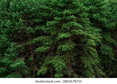 Pine tree branches texture, dense forest foliage. Detailed view of lush evergreen needles in natural setting.