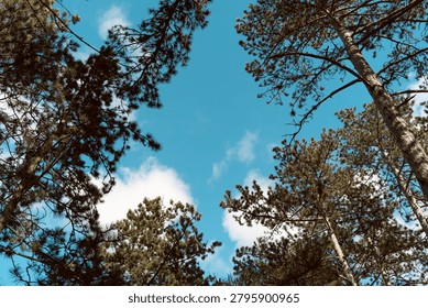 Pine tree branches and treetops seen from below against a vivid blue sky with soft clouds in a peaceful forest.