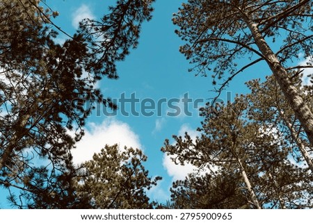 Pine tree branches and treetops seen from below against a vivid blue sky with soft clouds in a peaceful forest.