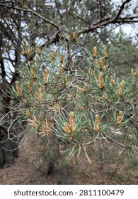 Pine tree branches with young cones in natural forest setting