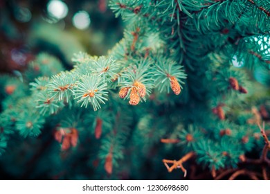 Pine tree brench close up or macro with out of focs background a