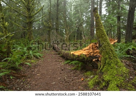 Pine tree broken and dramatically fallen to the forest floor. 