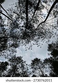 Pine tree from the buttom angle
