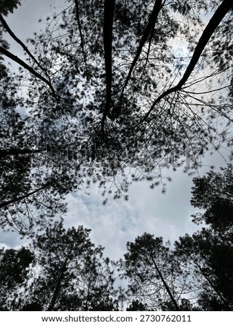 Pine tree from the buttom angle
