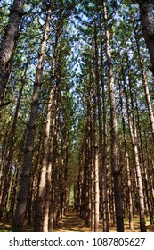Pine Tree Canapy