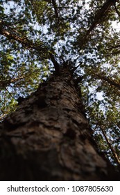 Pine Tree Canapy