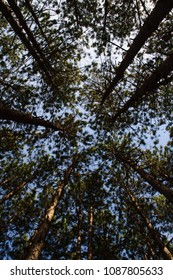 Pine Tree Canapy