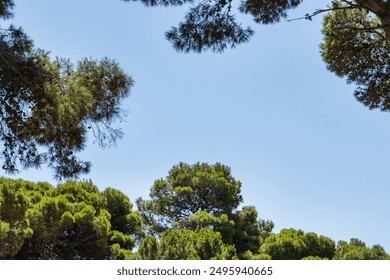 Pine Tree Canopy with Blue Sky, Copy space - Powered by Shutterstock