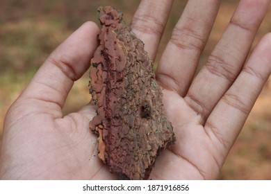 pine tree chips on hand