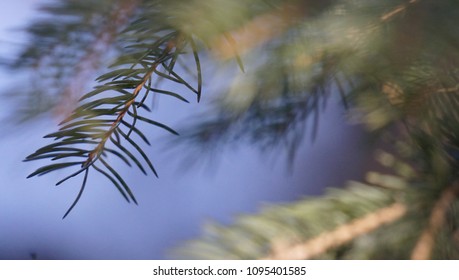 Pine Tree, Close Up 