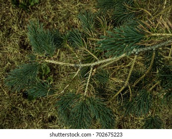 Pine tree closeup