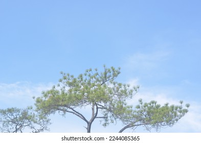 Pine tree and cloud in blue sky