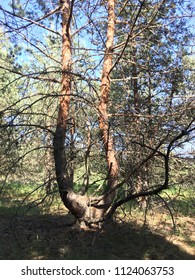 The pine tree, cloven from the root. Trunk with multiple of the dry-branches. Around the pine forest and clear blue sky.